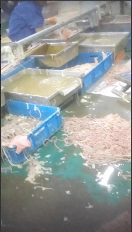 記者揭食品廠臟亂內幕 衛生問題觸目驚心，電話泄露與焊錫絲銷售牽出背后利益鏈